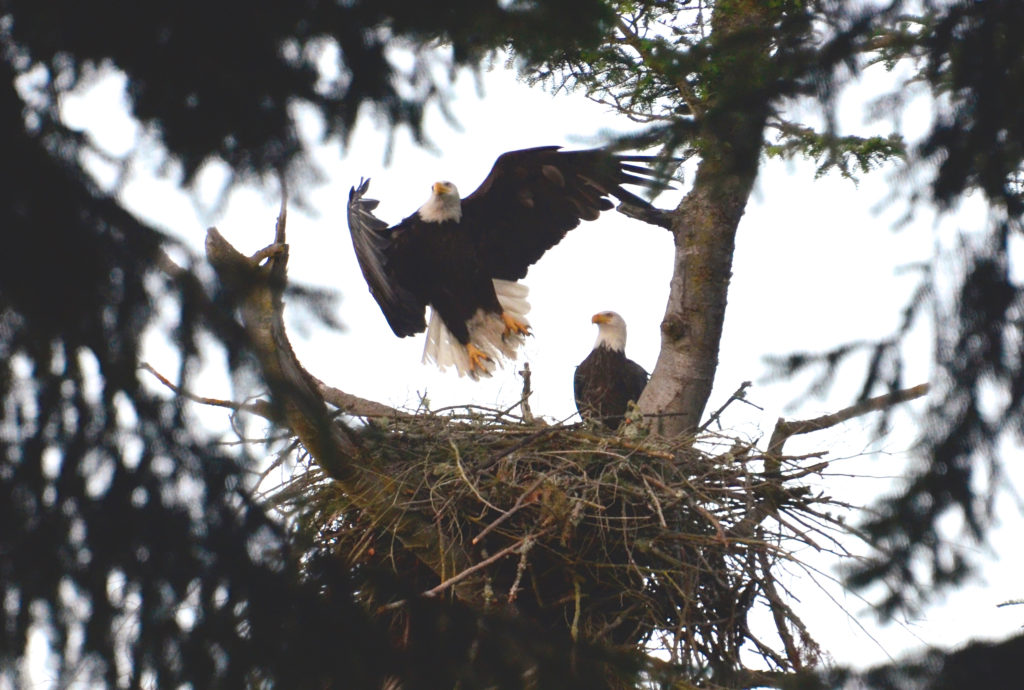 12-Close-up-of-our-bald-eagle-nest
